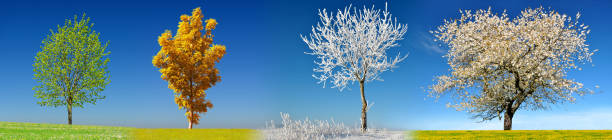istock Tree in four season on meadow. 1186665955