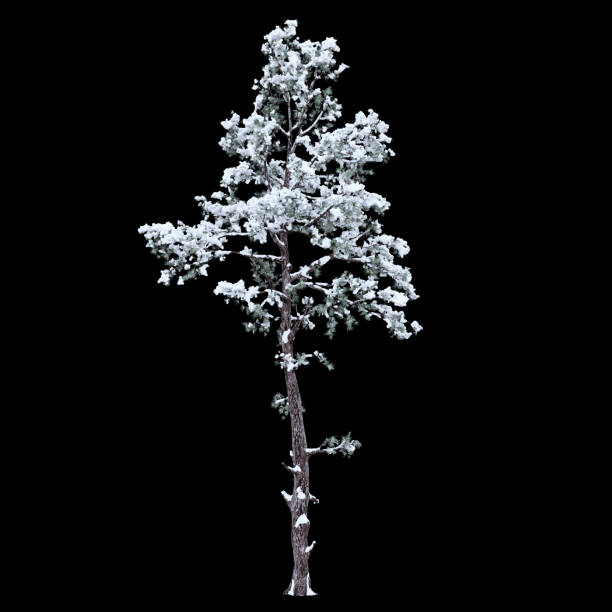 istock Snow coverd tree on black background and clipping path 1186666058