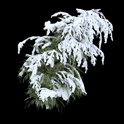 Snow coverd tree isolated on black background with clipping path. Can used in architectural design or Decoration work. Suitable for natural articles fine print / web page.