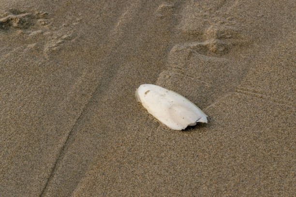 istock Found on a sandy beach natural Cuttlefish bone aka cuttlebone, the internal shell of cephalopod 1186666948