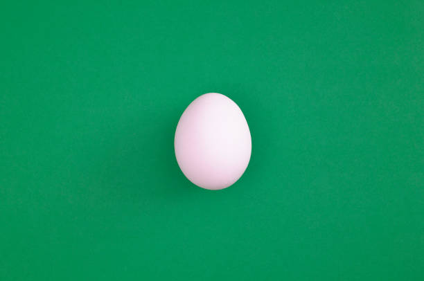 białe jajko - easter animal egg eggs single object zdjęcia i obrazy z banku zdjęć