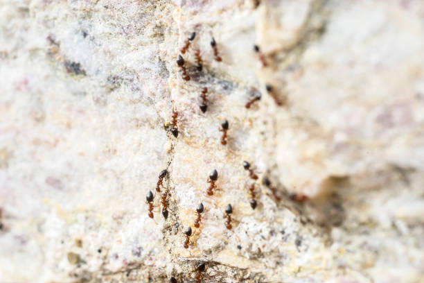 istock Ants on the floor inside house. 1186667237