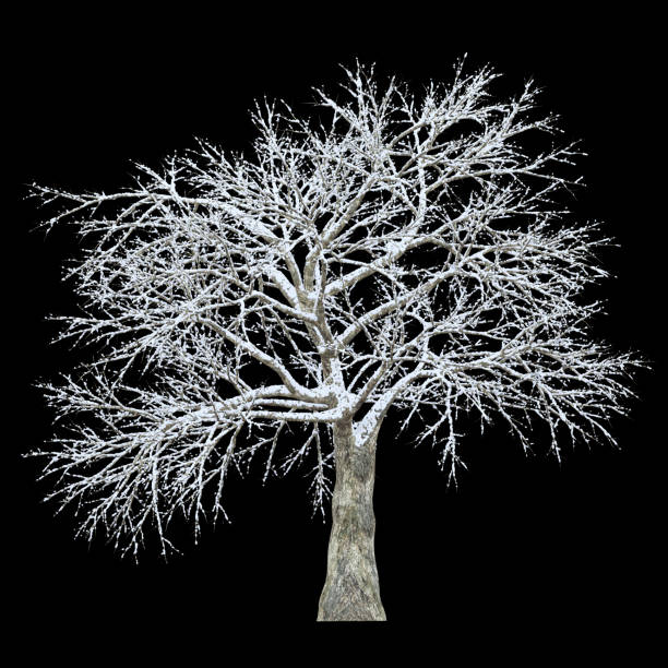 Snow coverd tree isolated on black background with clipping path. Can used in architectural design or Decoration work. Suitable for natural articles fine print / web page.