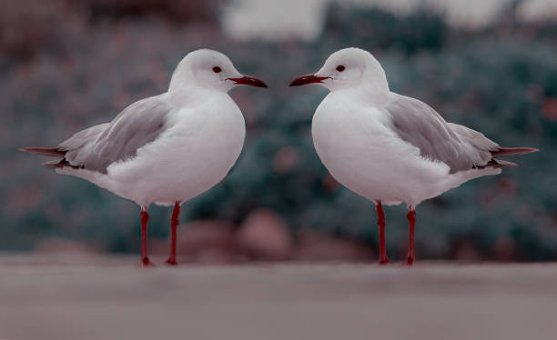 istock Two white seagulls standing on the road 1186668342