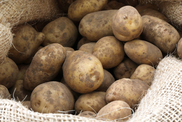 istock raw potatoes in the jute sack 1186668354