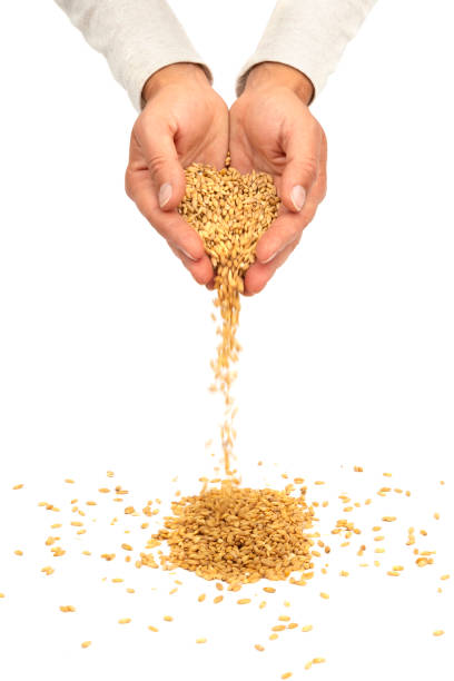 sementes de trigo que derramam das mãos isoladas no branco. novo conceito de colheita - seed human hand wheat cereal plant - fotografias e filmes do acervo