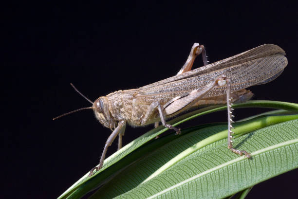 istock Egyptian, Locust, Anacridium, 1186669266