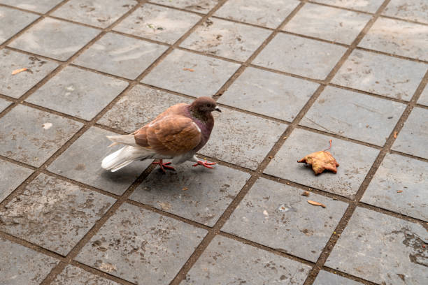 One brown pigeon on pavement with single brown leaf in fall. Fall concept.