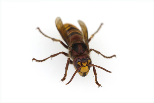 istock Mr Hornet; Wasp, crabro; Fold 1186669378