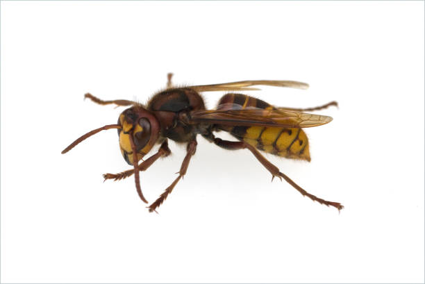istock Mr Hornet; Wasp, crabro; Fold 1186669390