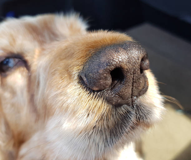 istock Dog nose; Olfactory organ 1186669397