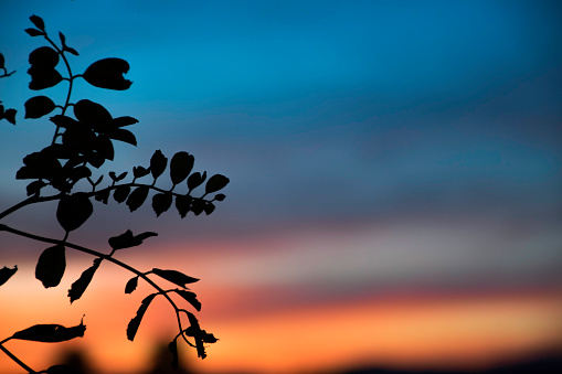 Branch with leaves an unfocused sunset sky