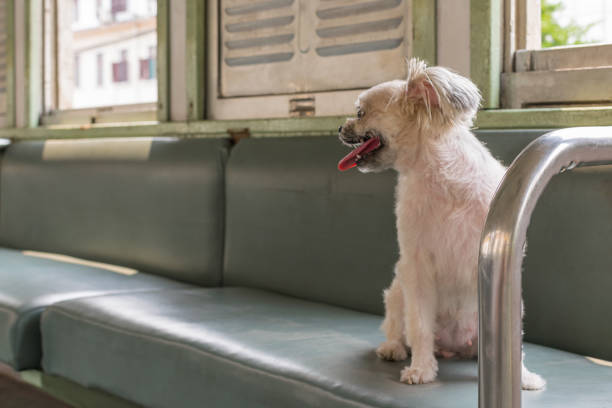 istock Dog so cute inside a railway train wait for travel 1186672308