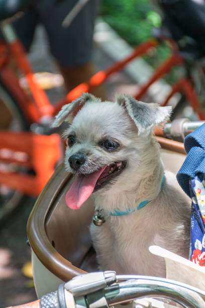 istock Dog so cute on bicycle basket wait for travel 1186672961