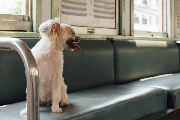 istock Dog so cute inside a railway train wait for travel 1186672996