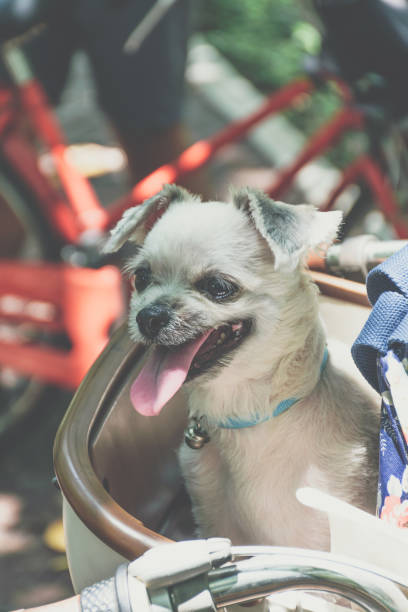 istock Dog so cute on bicycle basket wait for travel 1186673077
