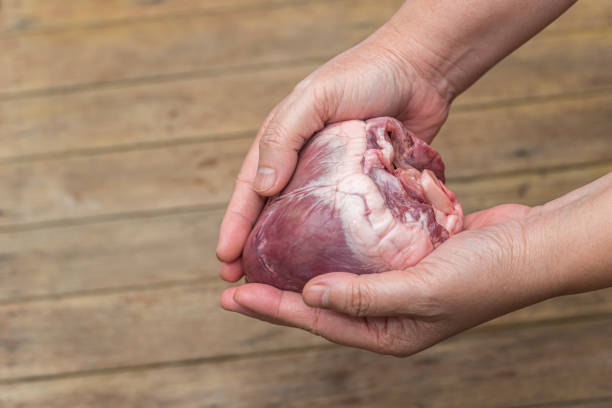 heart (pig heart) in hand for cardiology concept - anatomy blood animal vein human artery imagens e fotografias de stock