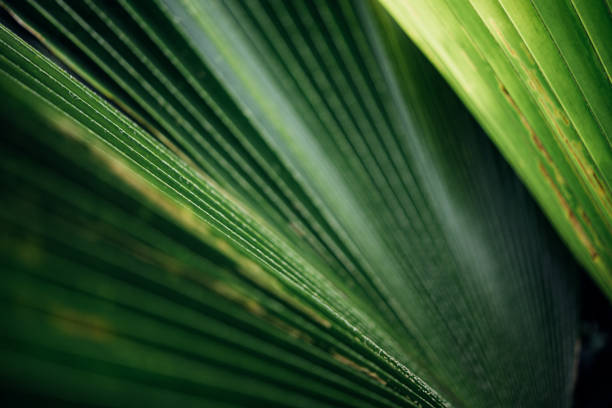 istock Greenery background of nature plant and leaf 1186673645