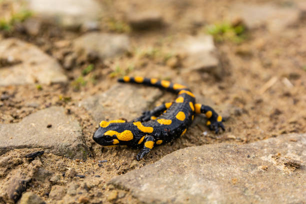 istock Fire salamander (Salamandra salamandra) - Lizard in the wild. 1186674932