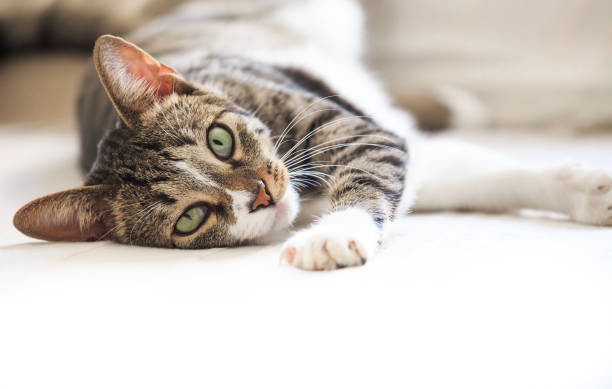 istock Short hair cat portrait resting on sofa  looking at camera 1186677934