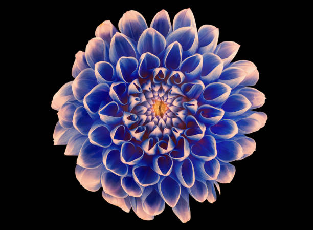 istock Flower on a black background. Closeup. Nature. 1186678039