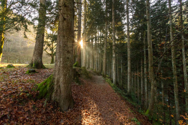 istock The Sun among the Plants 1186678172