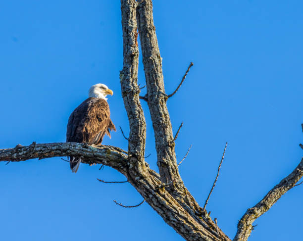 istock Bald eagle looking to the right on a clear day 1186679868