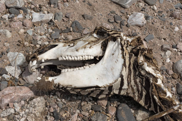 istock Skull of a dead zebra in a dried up river Namibia 1186681264