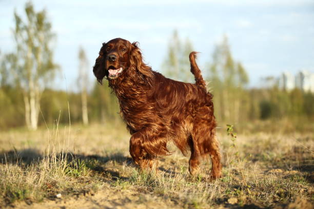 istock Irish Setter dog on spring field searching for prey 1186681374