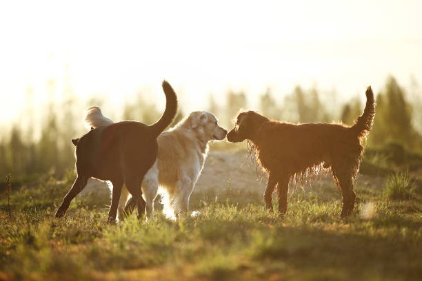 Dogs of various breeds greeting each other by sniffing while standing in back lit on green field on spring day