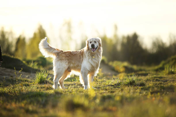istock Golden Retriever dog standing on spring field 1186681414