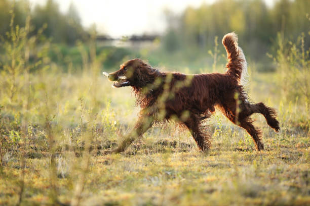 istock Hunting Irish Setter dog running on field 1186681550