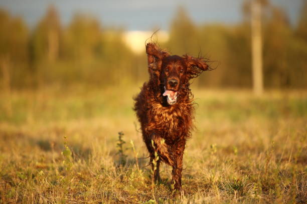 istock Hunting Irish Setter dog running on field 1186681608