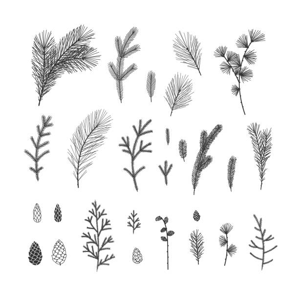 ręcznie rysowane zimowe ilustracje kwiatowe kolekcja na białym tle - spruce tree stock illustrations