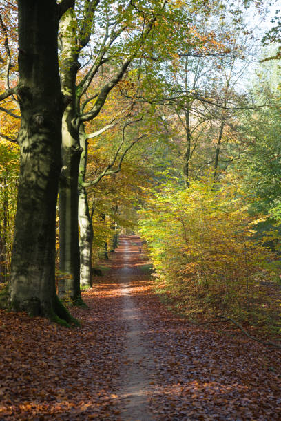 istock Autumn in Holland 1186682752