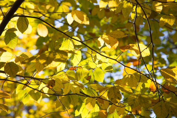 istock Autumn in Holland 1186683848