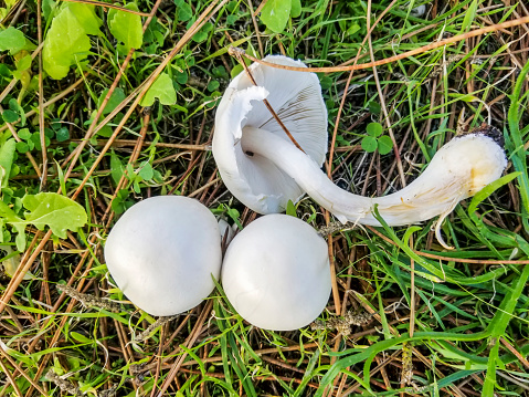 White dapperling or white Agaricus mushroom, Leucoagaricus leucothites, gowing in Galicia, Spain
