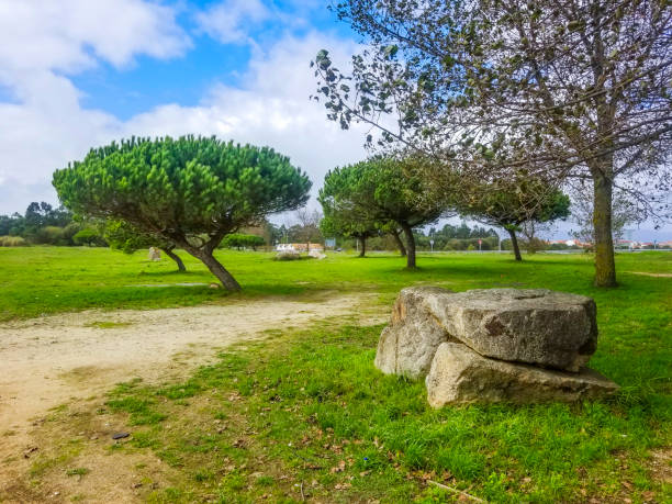 Stone pine trees and granite rock on Bao park in Arousa Island