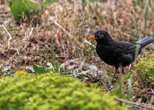 Photo of A Blackbird in the grass