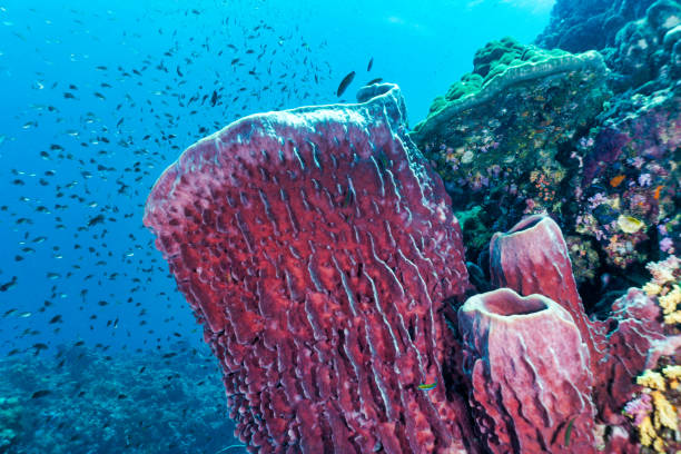 Underwater Barrel Sponge Coral (Xestospongia testudinaria) on coral reef natures carbon capture system