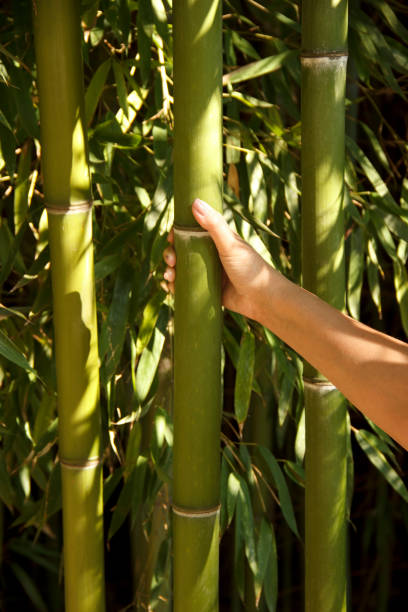 istock tall bamboo stems, green trunks in a bamboo grove 1186686487