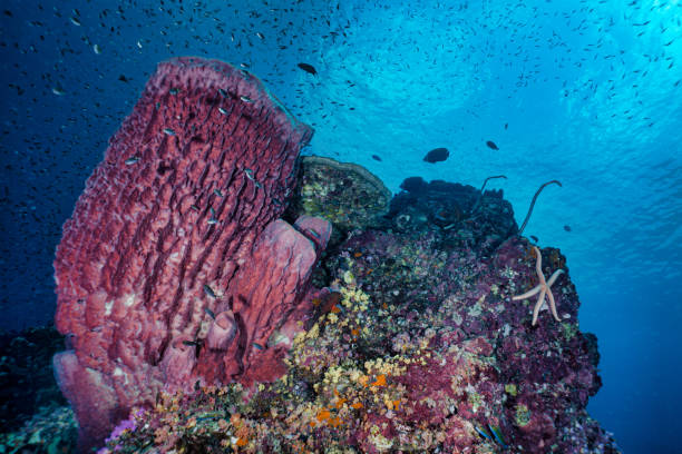 istock Underwater Coral reefscape with Barrel Sponge Coral (Xestospongia testudinaria) natures carbon capture system 1186686542