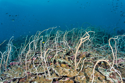 Delicate sea whip coral (Junceella fragilis) on deep coral reef