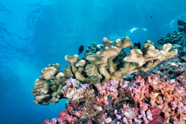 epische natuur onderwater koraal reefscape met kopieer ruimte - acropora palmata stockfoto's en -beelden