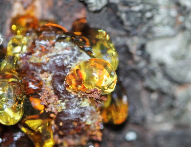 istock Close up bright yellow resin dripping from a apricot tree 1186687837