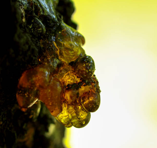 istock Resin is a hydrocarbon secretion on the bark of the tree 1186687895