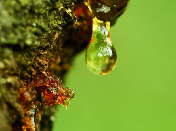 istock Smooth resin as light bulbs on apricot tree with natural green background 1186687993