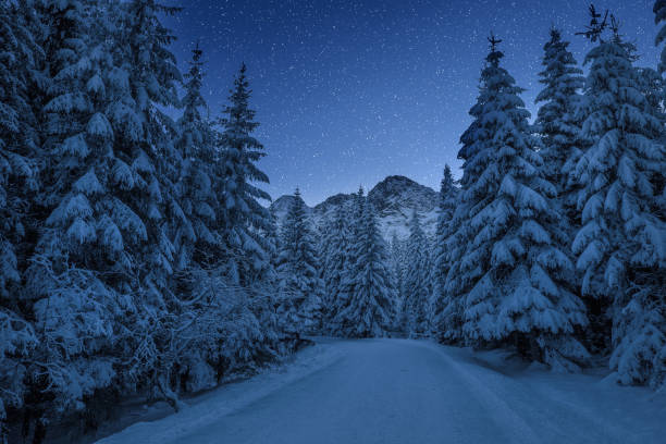 Starry winter mountain landscape with forest covered with snow. Clear christmas night. Italian Alps.
