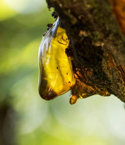 istock A large yellow resin on an apricot tree in an orchard 1186688093