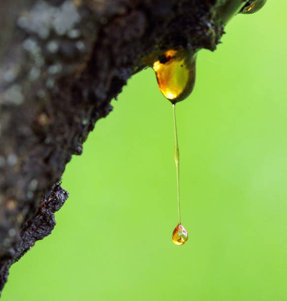 istock A drop of resin forming from a thin resin thread  . Natural green background with space for writing 1186688164